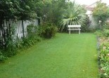 Lawn and Turf Re Plants
