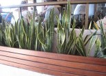 Plants Inspired Outdoor Living