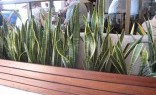 Inspired Outdoor Living Plants