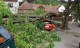 Re Plants Tree Cutting Services