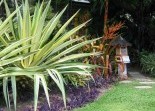 Tropical Landscaping Re Plants