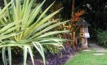 Re Plants Tropical Landscaping